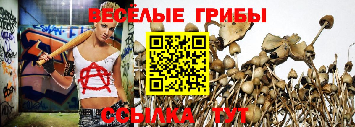 Галлюциногенные грибы Psilocybine cubensis Биробиджан